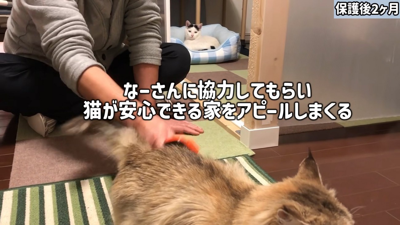 遠くから猫を見ている猫