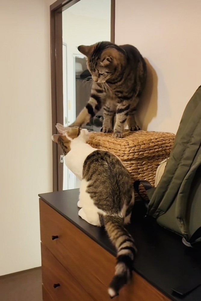 子猫を指導するキジトラ猫