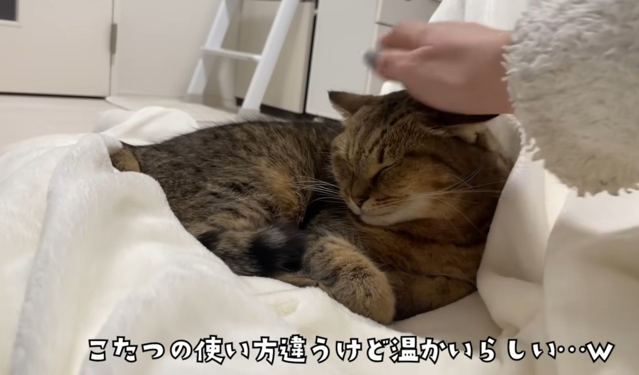 こたつ布団の上で飼い主さんに撫でられ目を細めるみにらくん