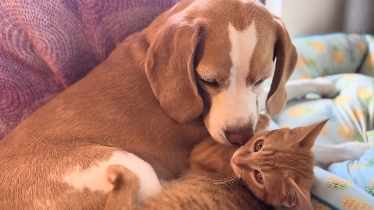 寄り添い合う犬と猫