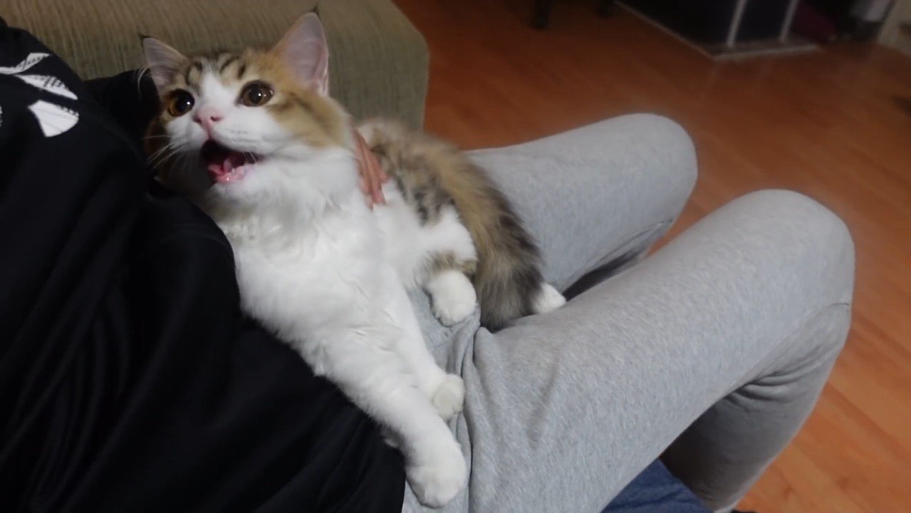 鳴くコロタくん