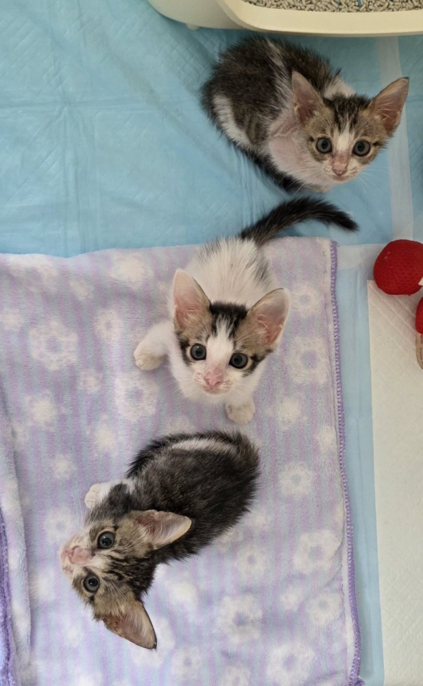 見上げる子猫たち