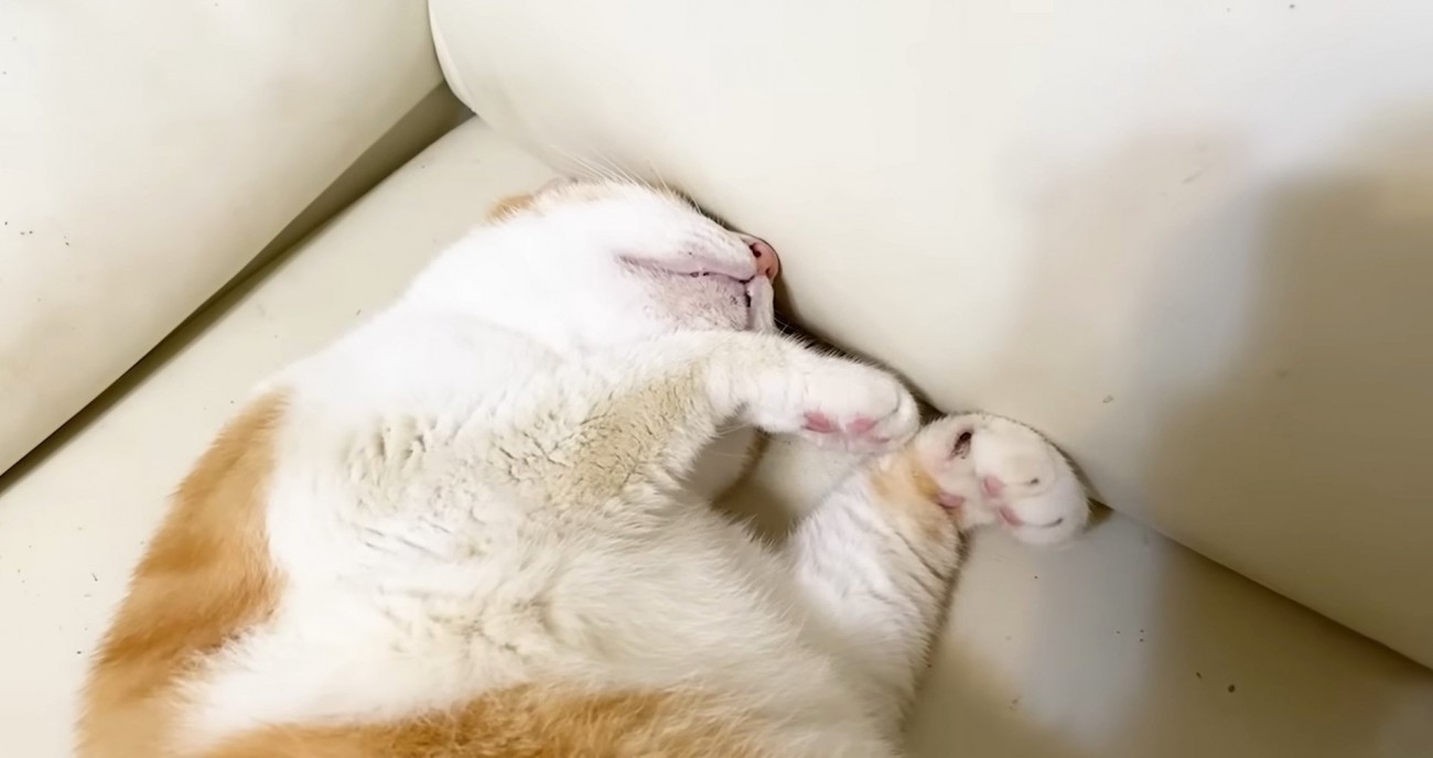 爆睡しているむぎくん