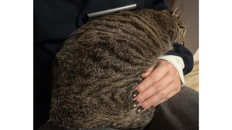 くつろいでいる猫