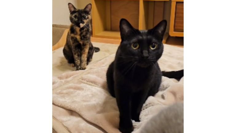 毛布にいる猫たち