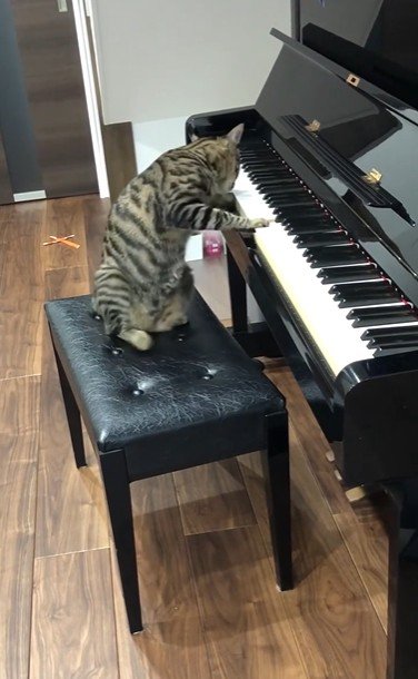 ピアノの椅子に座っている猫