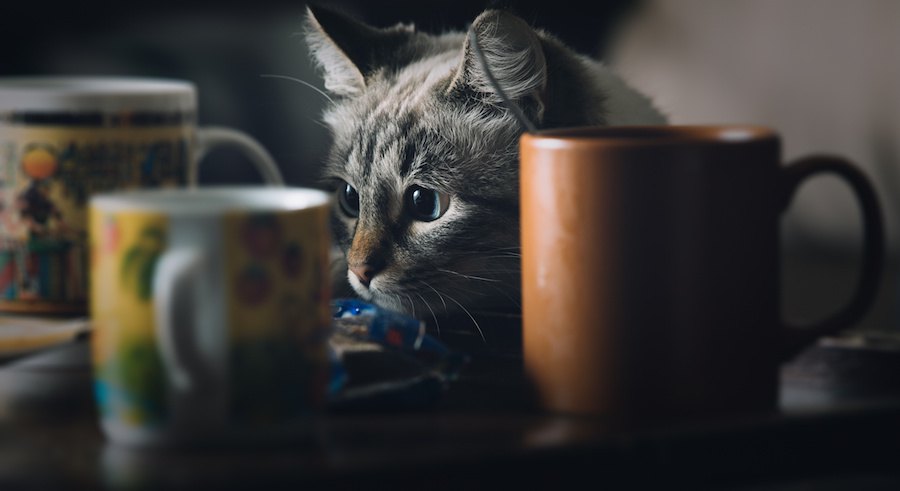 猫のグラスが可愛い！猫好きに人気のオススメ商品4選！