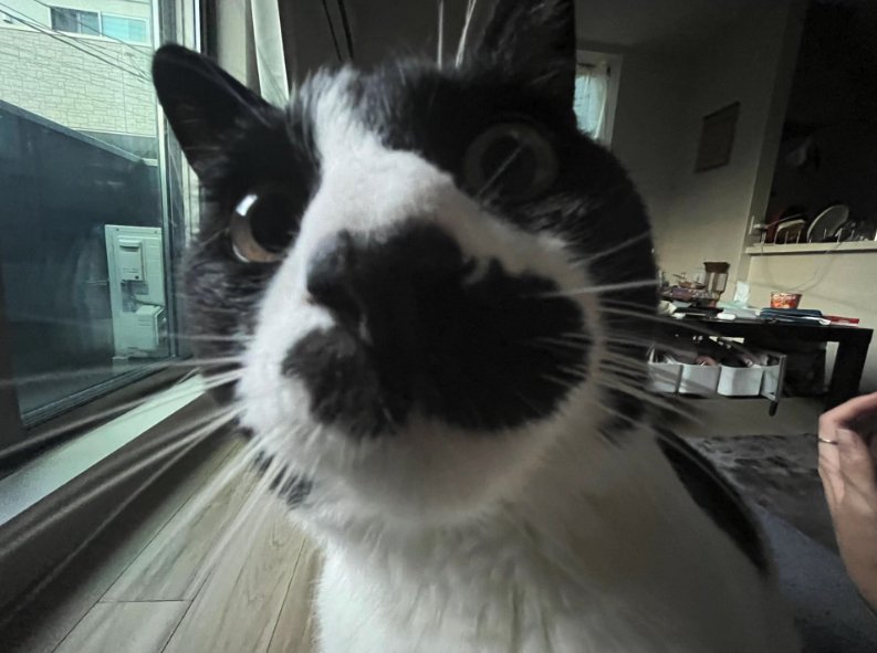 カメラのレンズを覗き込む猫のドアップ