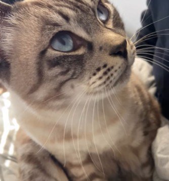 見上げる猫の顔