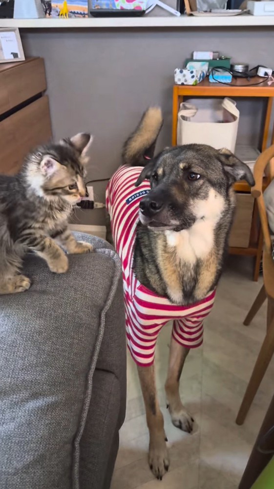 しっぽを振りながら猫を見つめる赤い服を着た犬