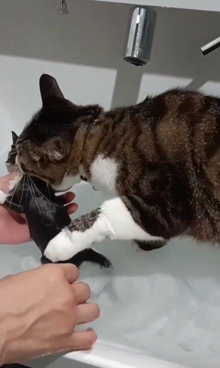子猫をくわえる猫