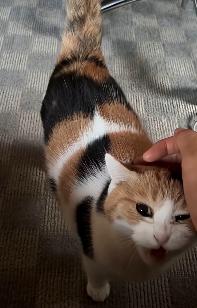 鳴く猫