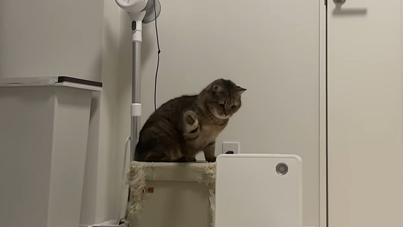 右手を振りかぶる猫