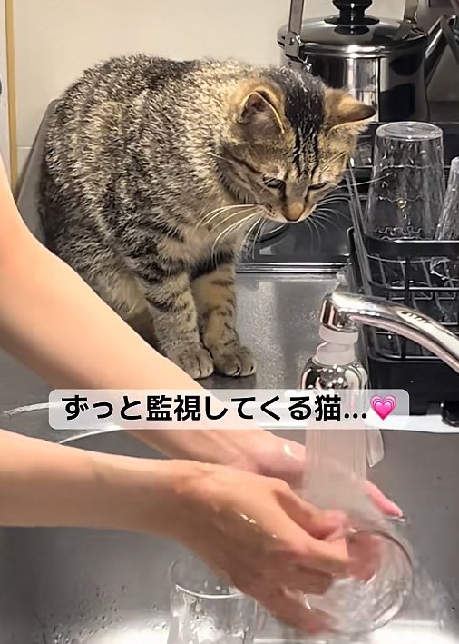 見つめる猫