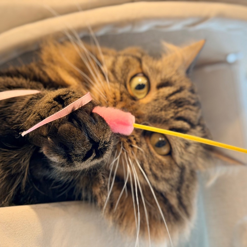 じゃらしを握るアーサーくん