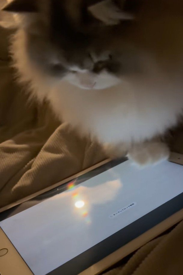 ネズミに逃げられて残念な表情の猫