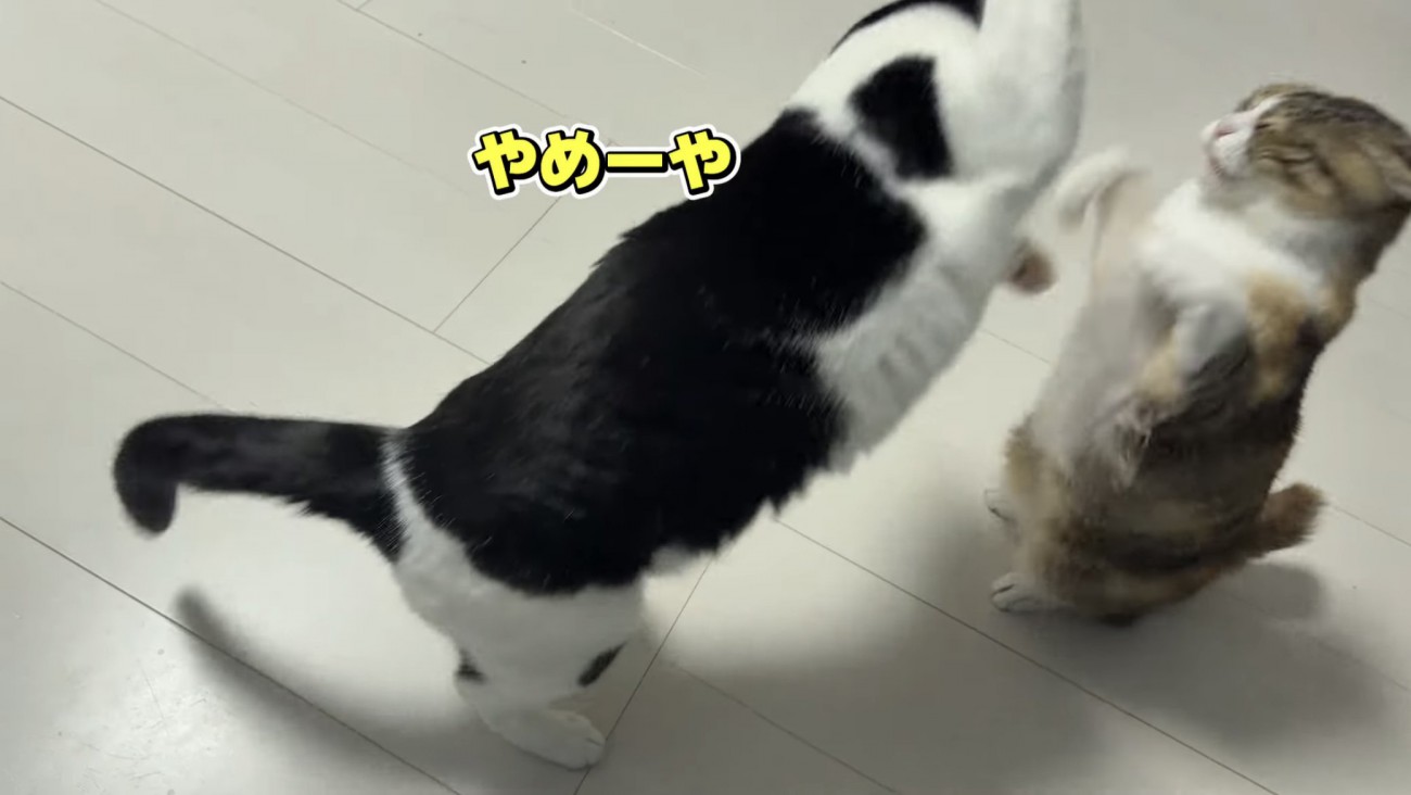 にゃんプロをする猫の写真1