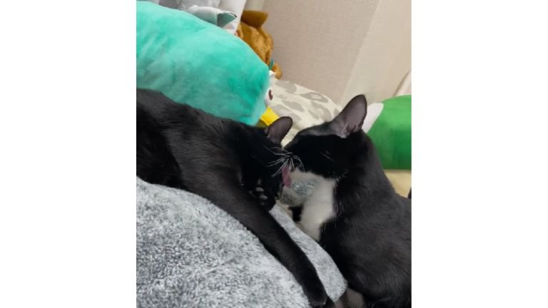 室内にいる猫たち