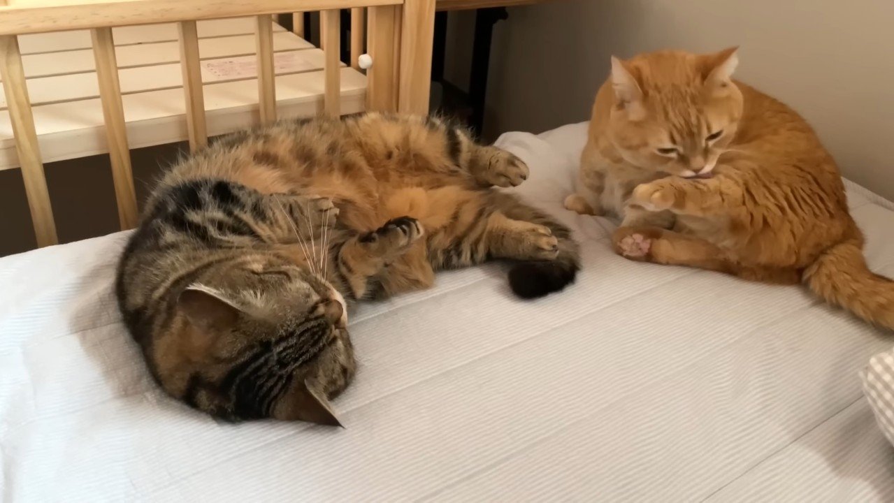 お腹を見せるメルくん