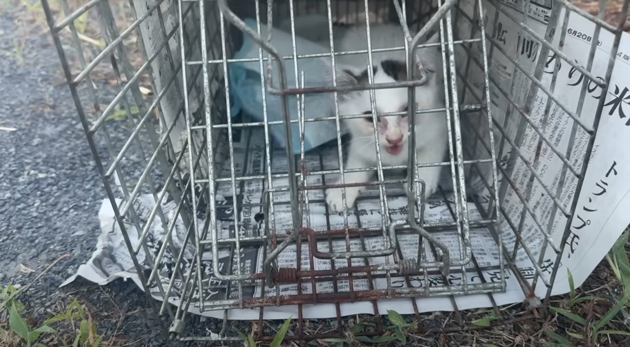捕獲器に入った白い子猫