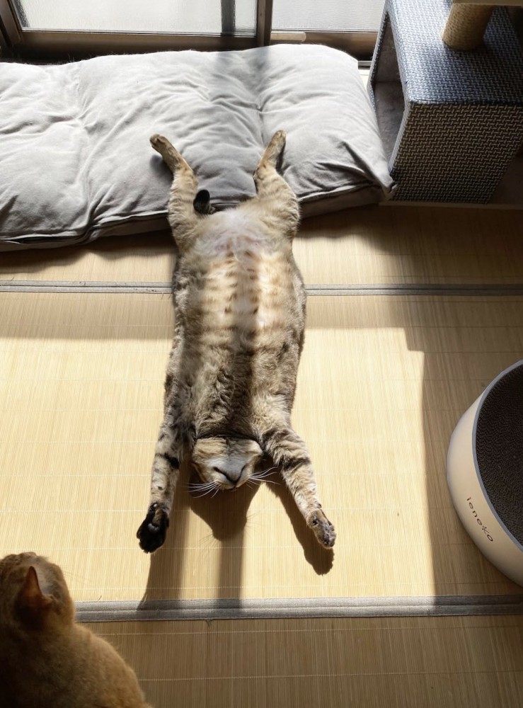 前足を頭の方に伸ばして、仰向けで眠るキジトラ猫