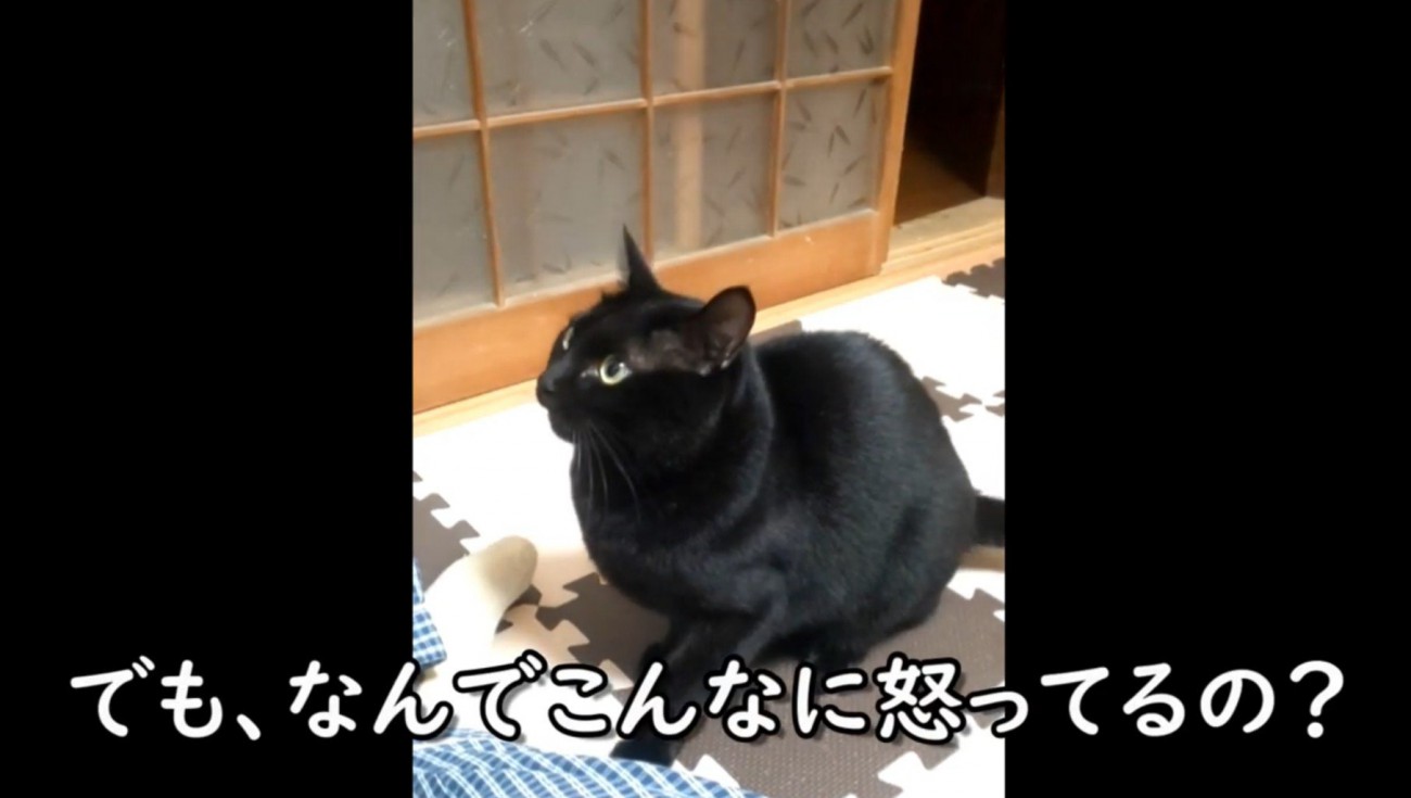 おこる黒猫