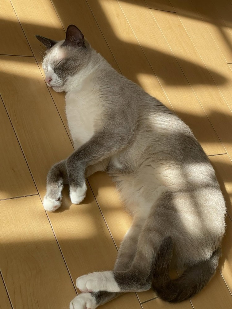 床で寝ている猫