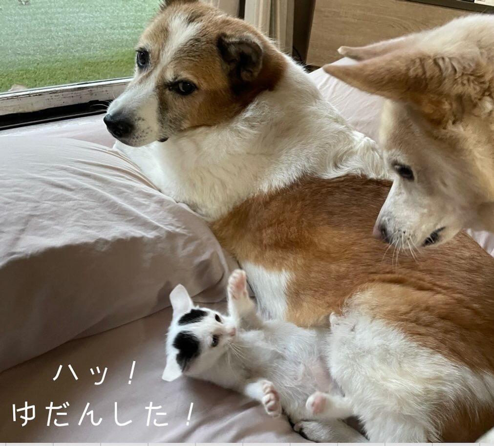 仰向けになる子猫