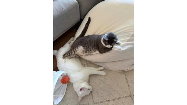 クッションと猫