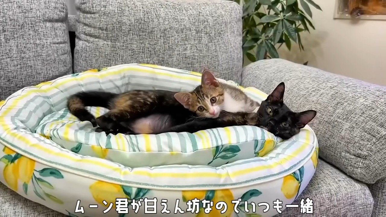 寝そべる2匹の猫