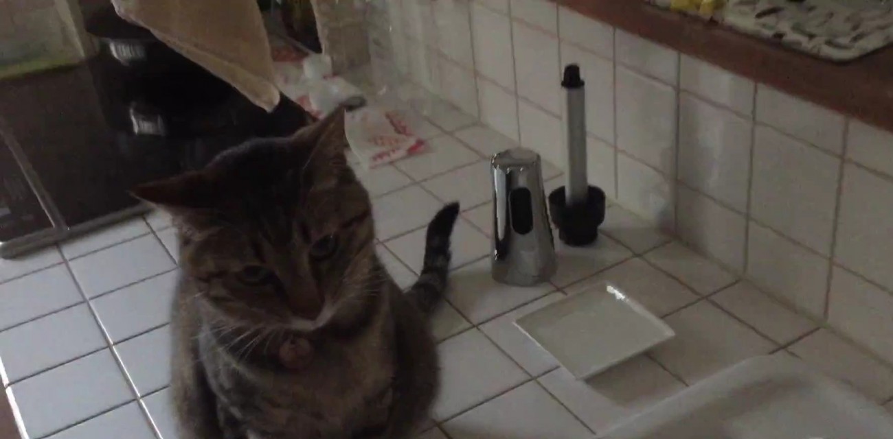 シンクの横に座って飼い主を待つキジトラ猫