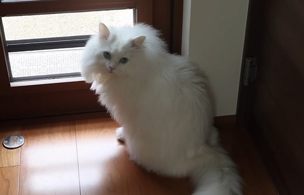 扉の前で振り向く猫