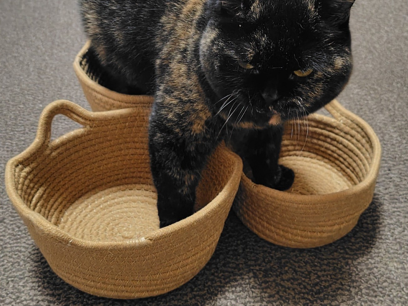 左右の前足はそれぞれ別のかご、後ろ足はそろえてかごに乗っているサビ猫の姿