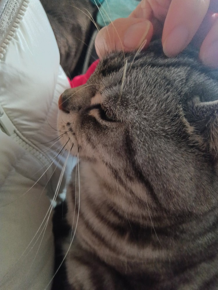 飼い主の膝の上で頭をマッサージされる猫