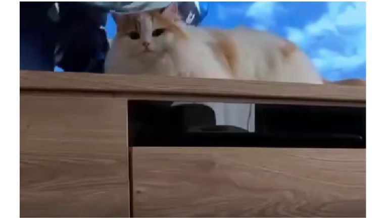 テレビ前の猫