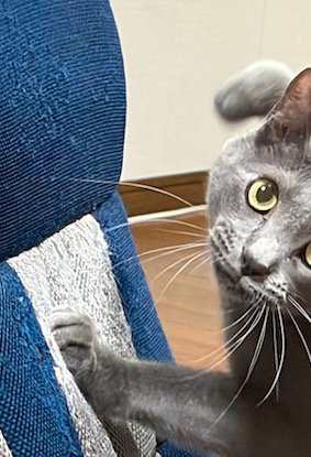 座椅子で爪とぎをする猫の前足