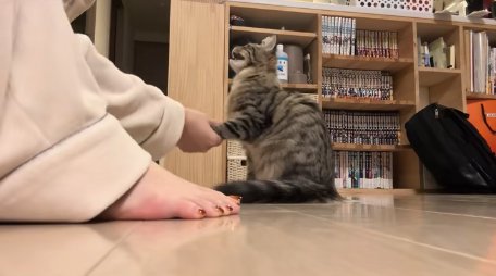 口を開けてお手をしている猫の横顔