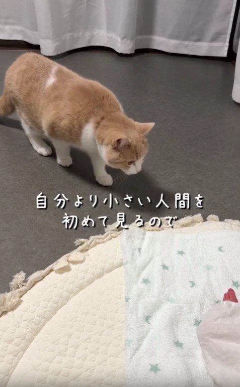 警戒している猫