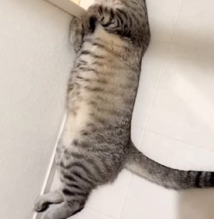 寝転がる猫