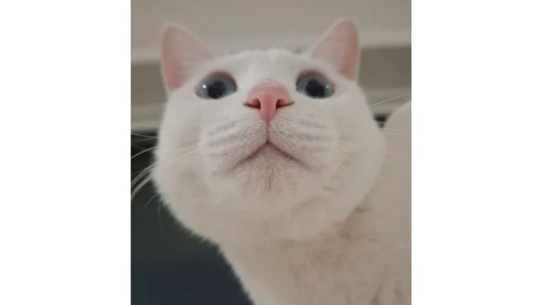 室内にいる猫
