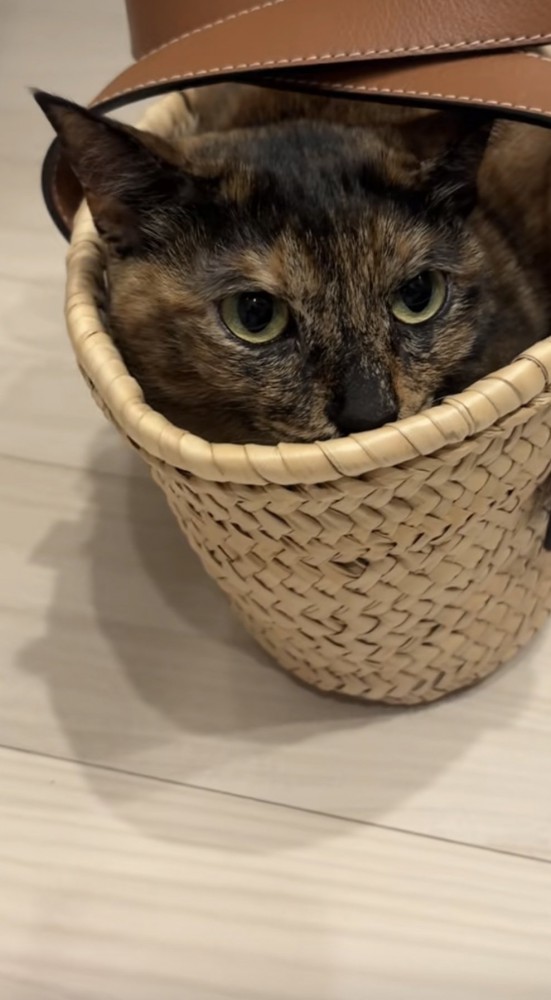 かごに入っている猫の写真1