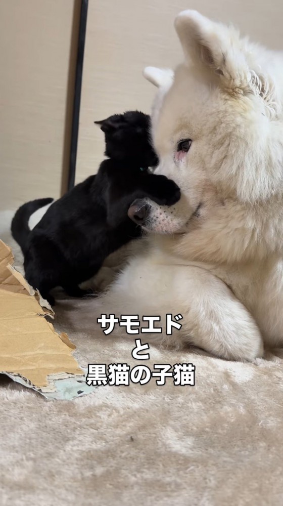 犬の鼻に飛びつく子猫