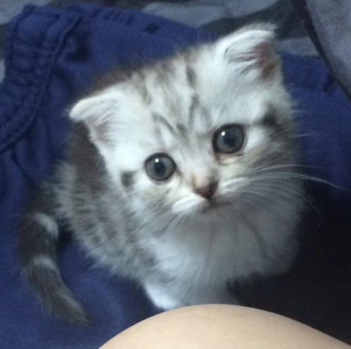 お座りしているスコティッシュフォールドの子猫