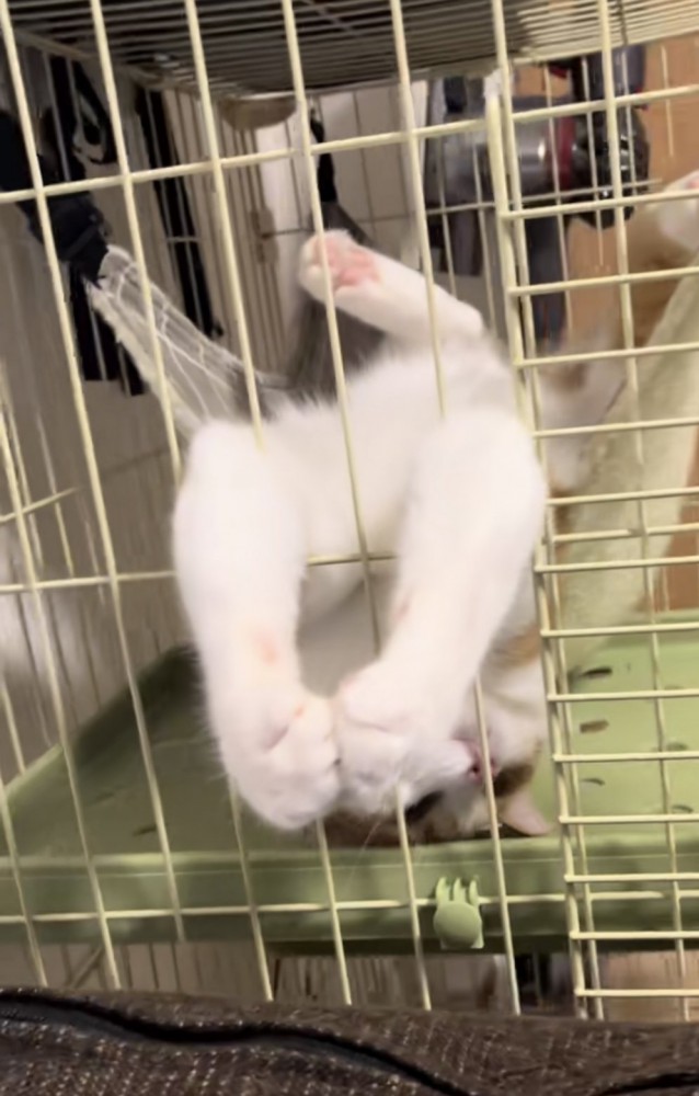 ハンモックでくつろぐ猫の写真8