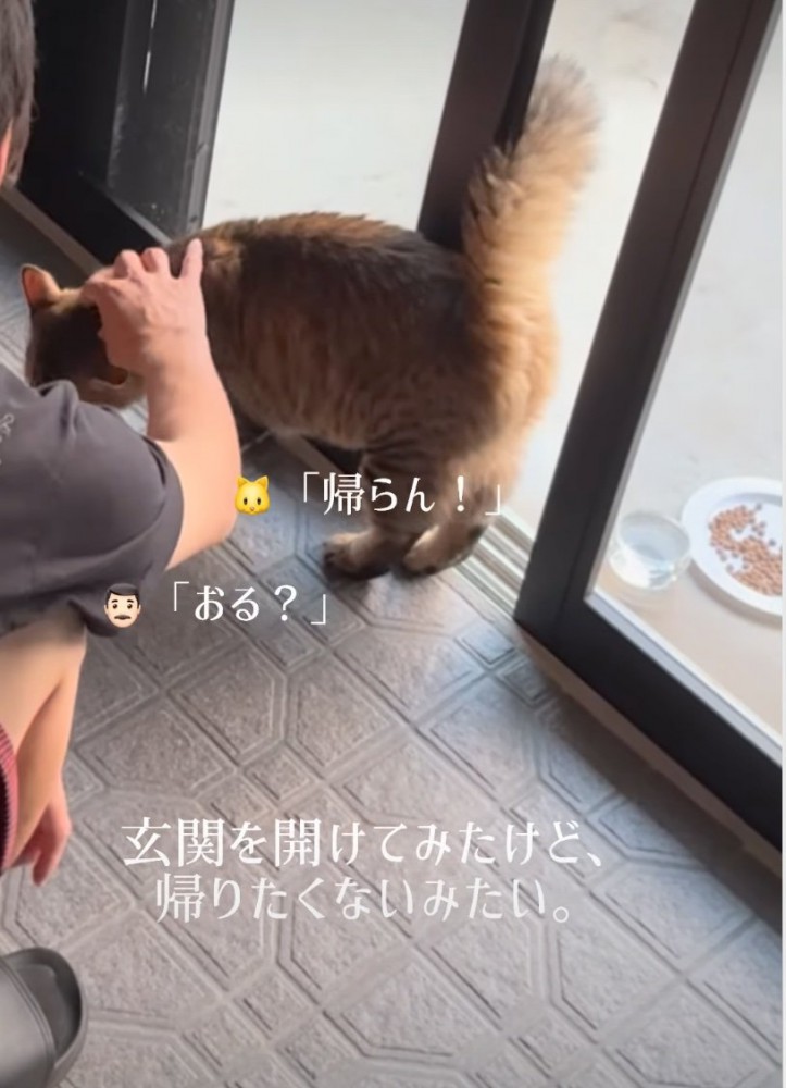 帰宅を拒否する猫
