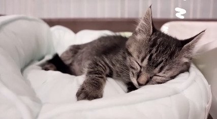 目を閉じる子猫