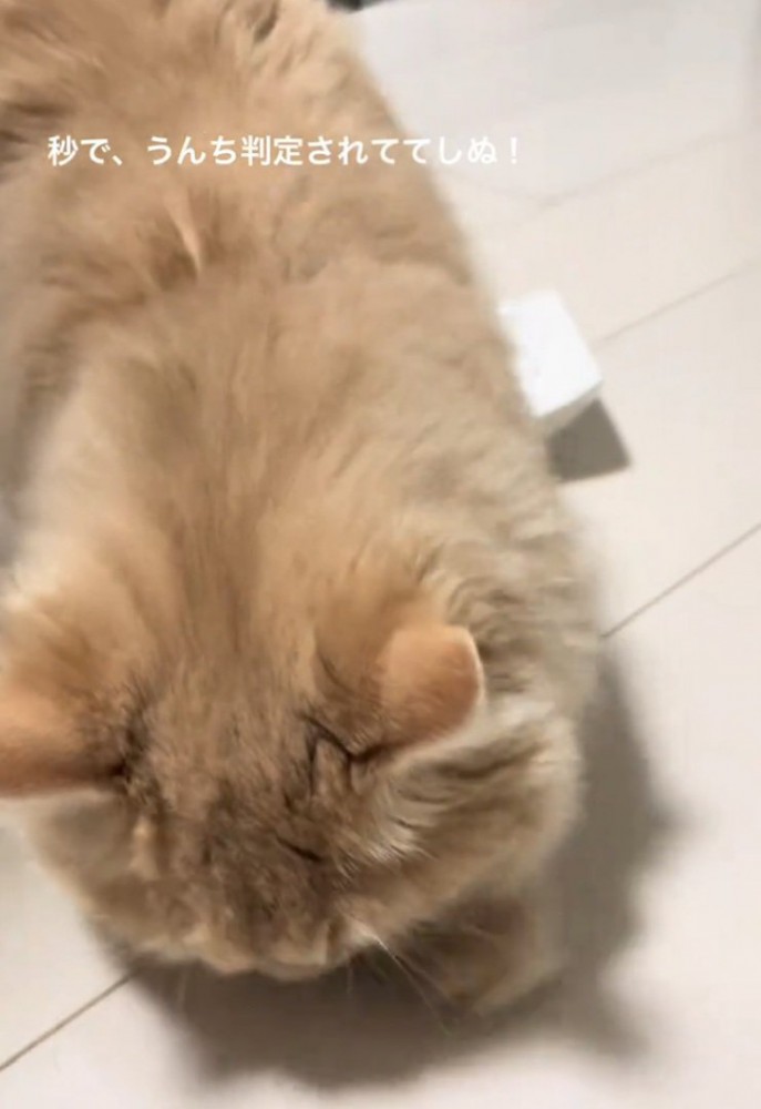 ウロウロする猫