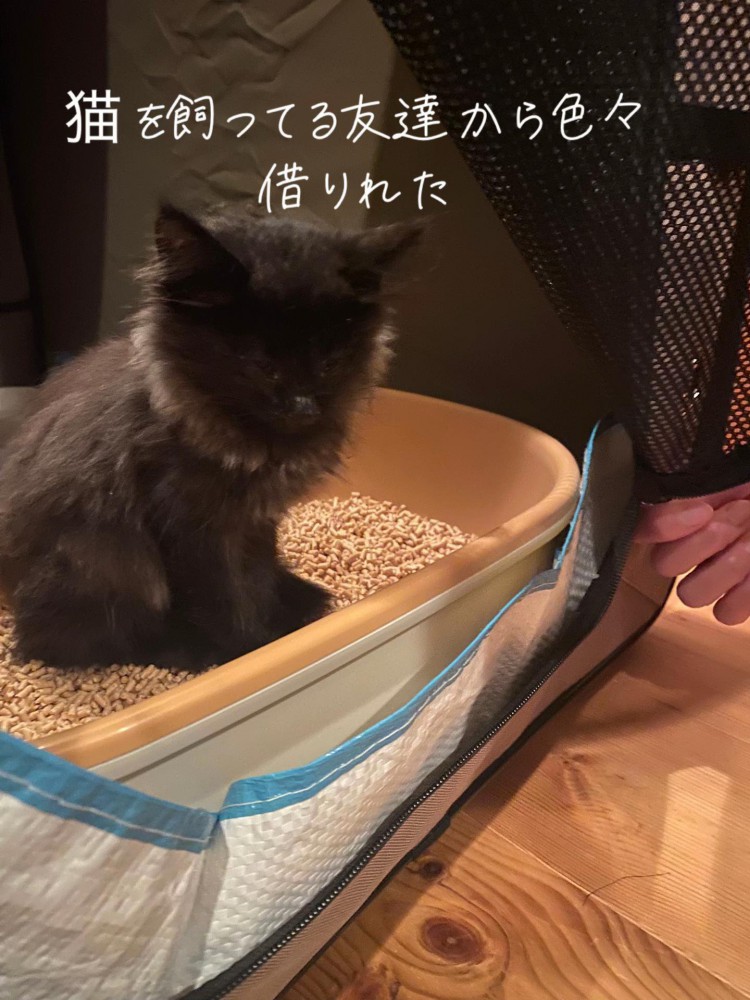 猫トイレの中に座る子猫