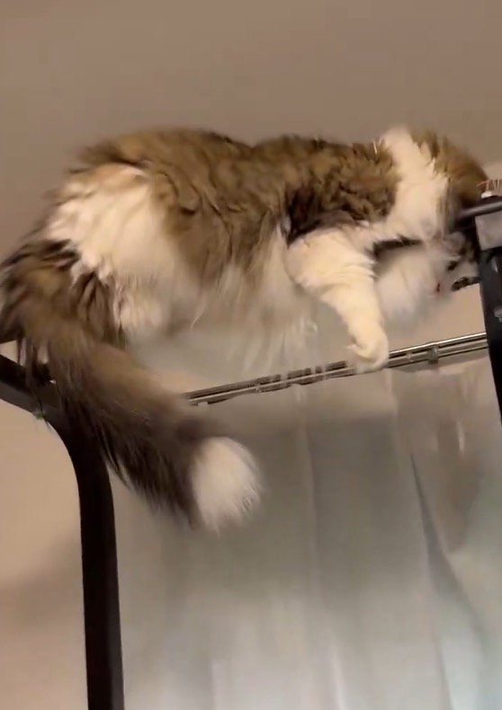 懸垂のバーの間に挟まっている猫