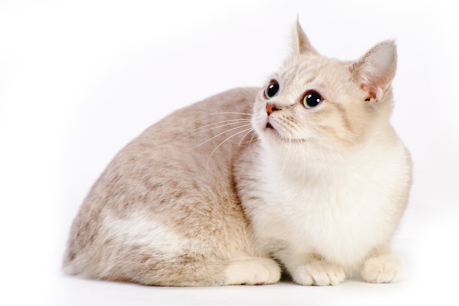猫の種類の人気ランキングTOP20！海外での人気猫種やその他一覧